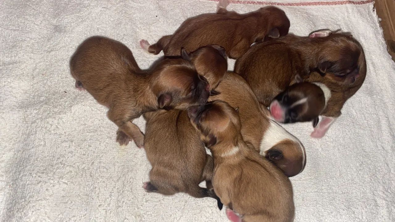 Vendo filhotes de shih tzu - Foto 2