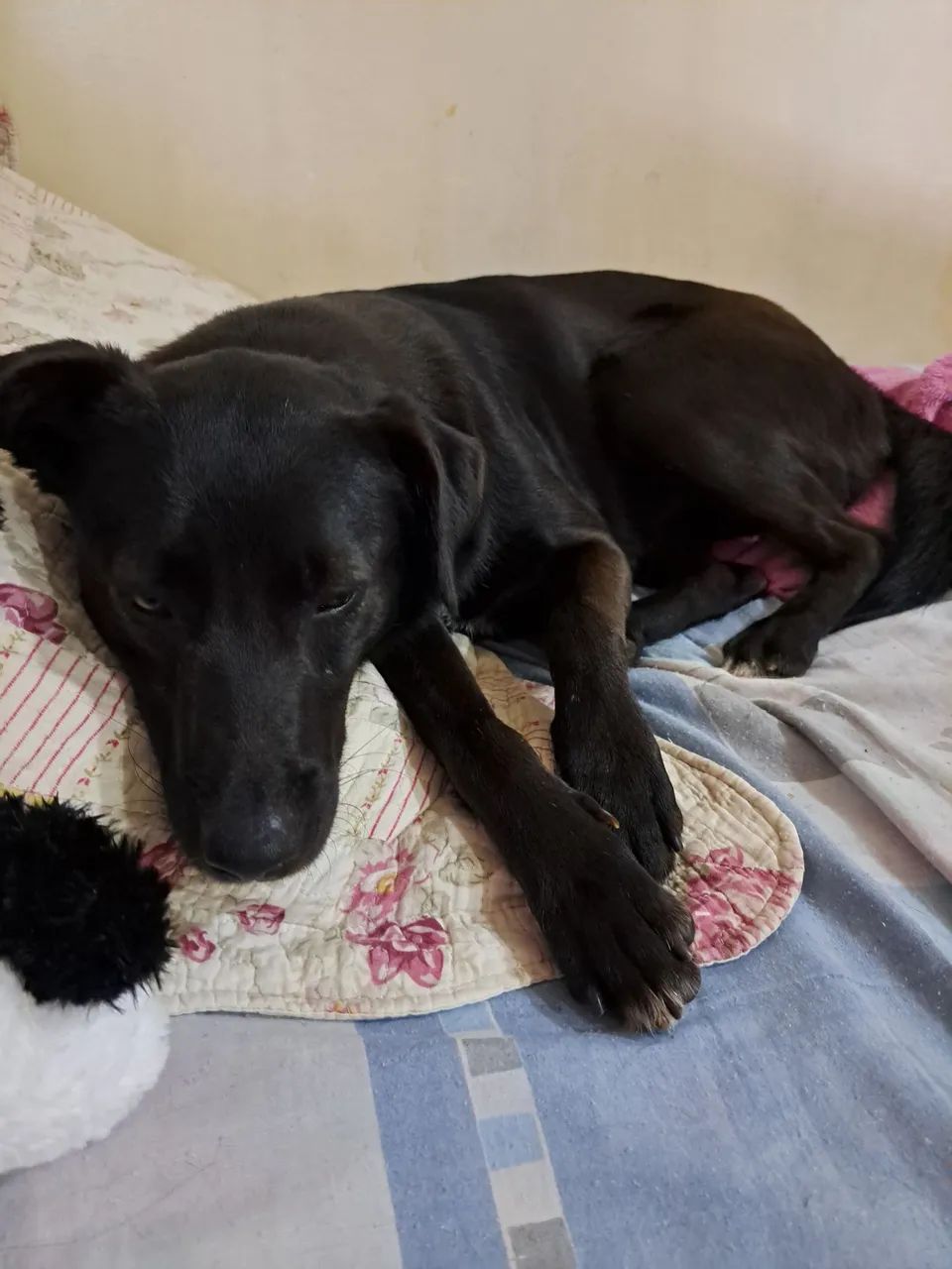 adoção responsável  - Foto 3