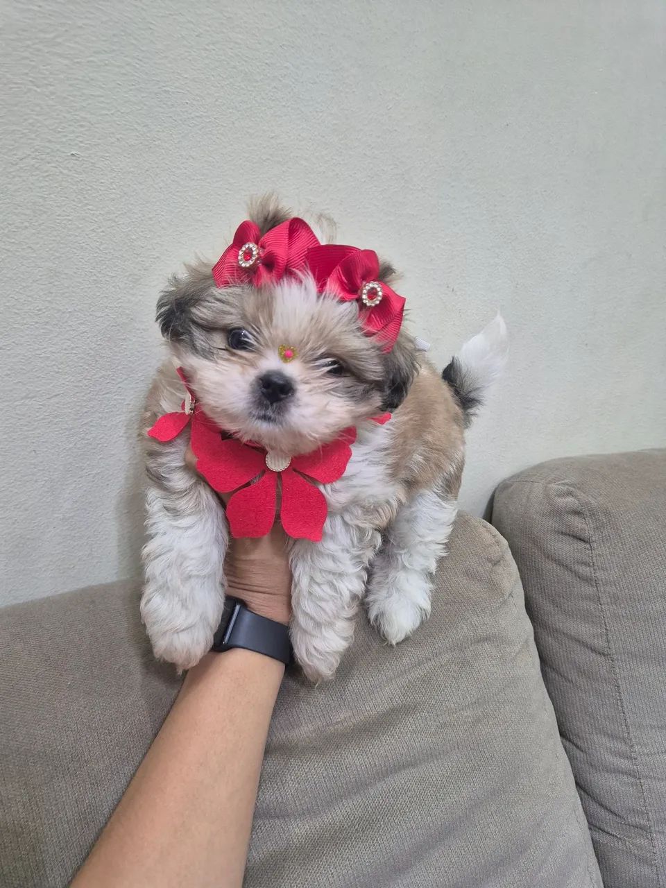 Shitzu micro femea