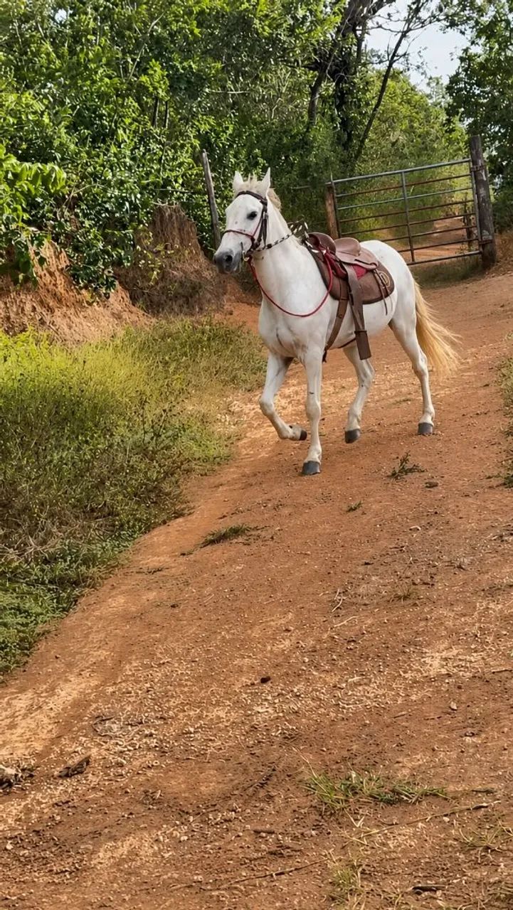 Vendo cavalo macha picada - Foto 2