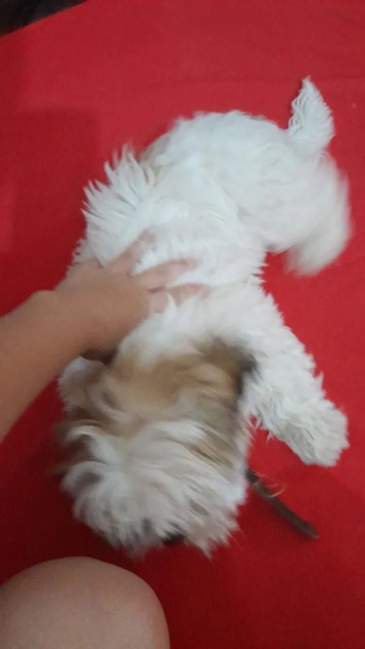 Shih tzu - Foto 3