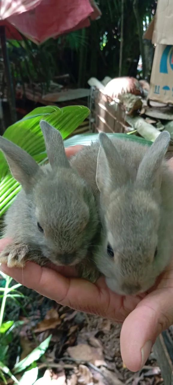 Filhotes de Coelho da Raça Rex - Foto 6