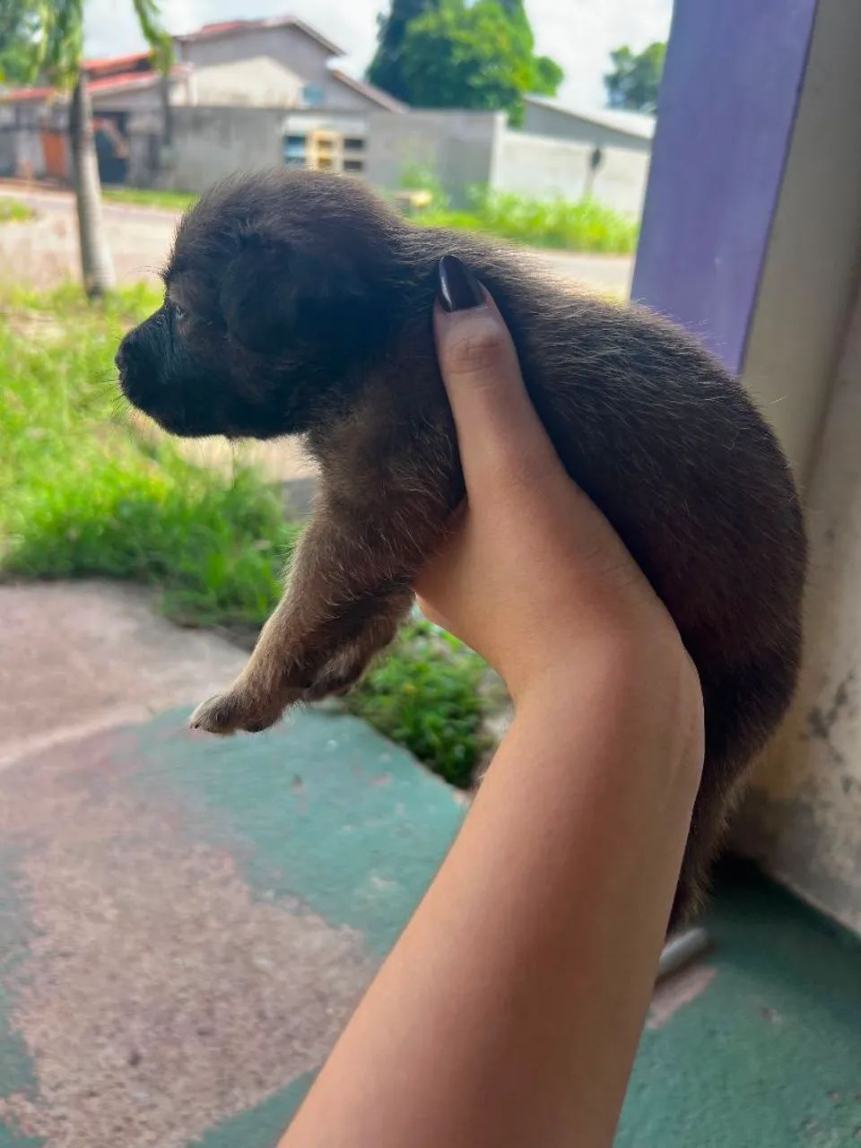 Doação filhote de cachorro ?  - Foto 4