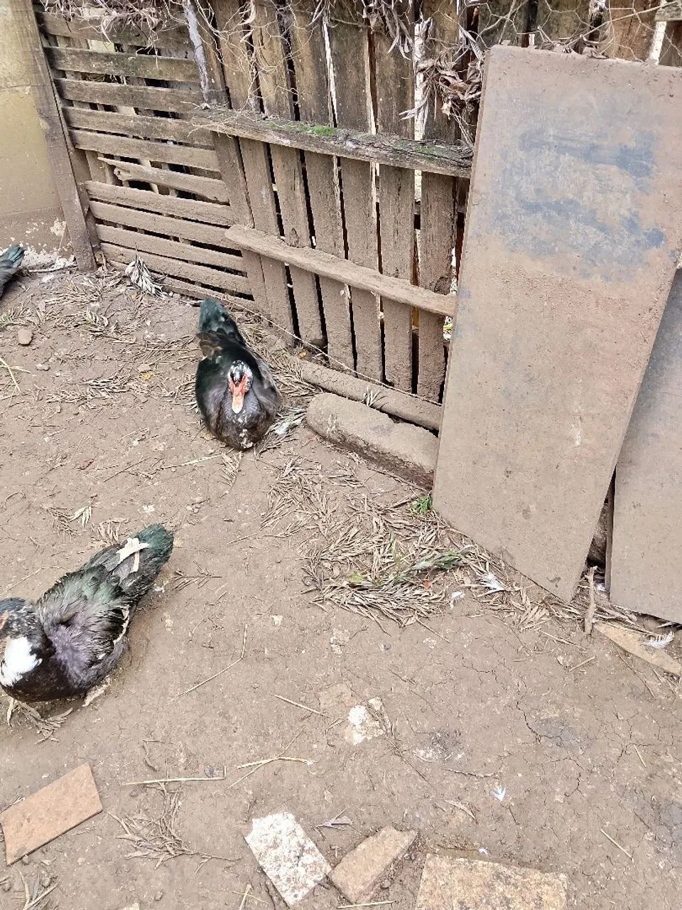 Vendo patos adultos  - Foto 4