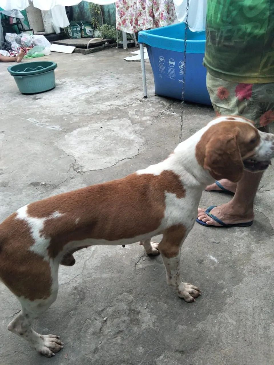 Cachorro  - Foto 2