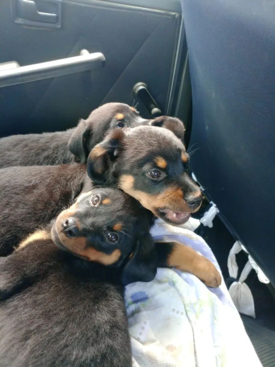 Filhotes de Rotweiler fêmeas   - Foto 2