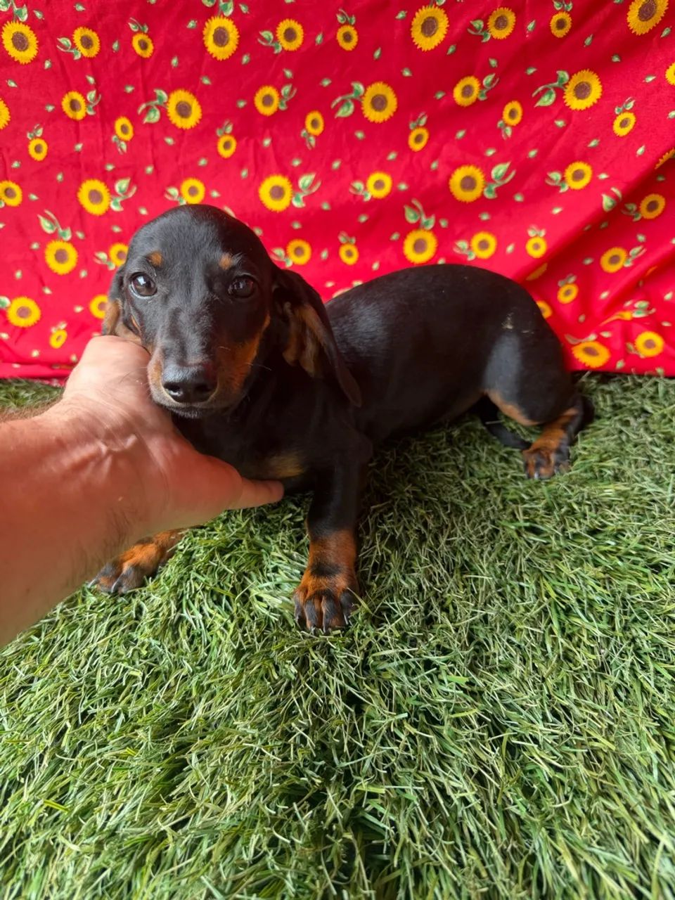 Dachshund / teckel / ?salsicha? - Foto 5