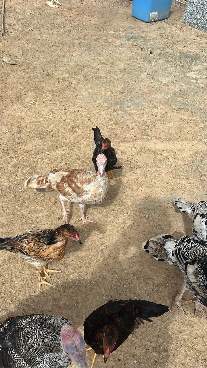 Vende se casal de Peru  - Foto 4