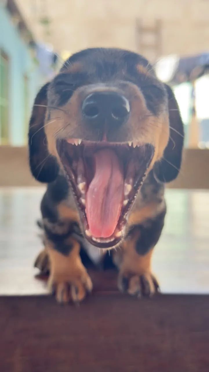 Dachshund macho  - Foto 4