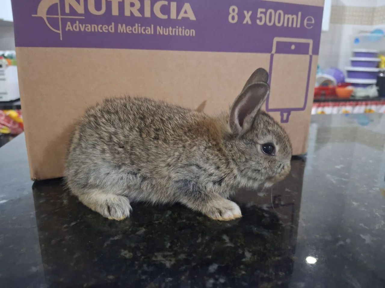 Coelhinhos com 25 dias de nascido, - Foto 4