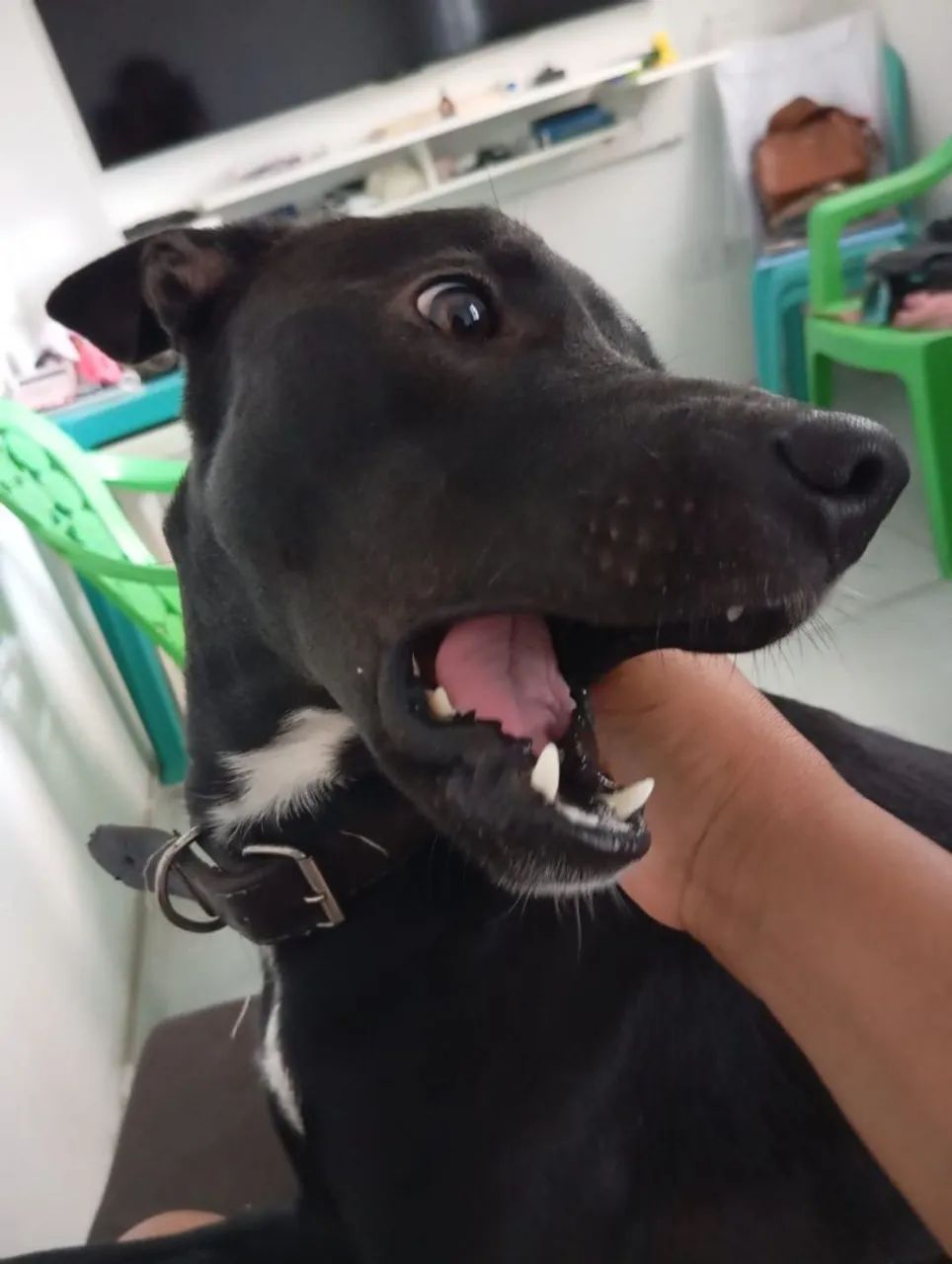 Um lar para o Spike  - Foto 2