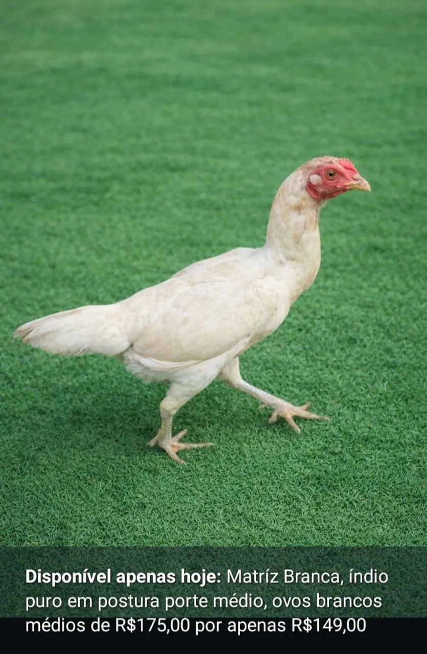 Galinha Poedeira  - Foto 5