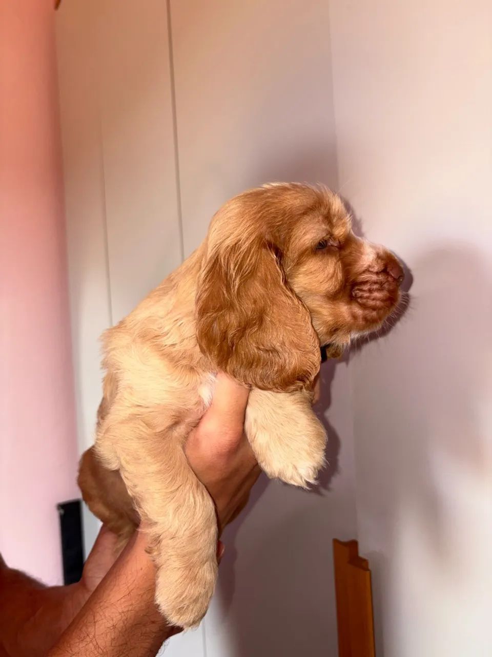 Cocker Spaniel Inglês  - Foto 2