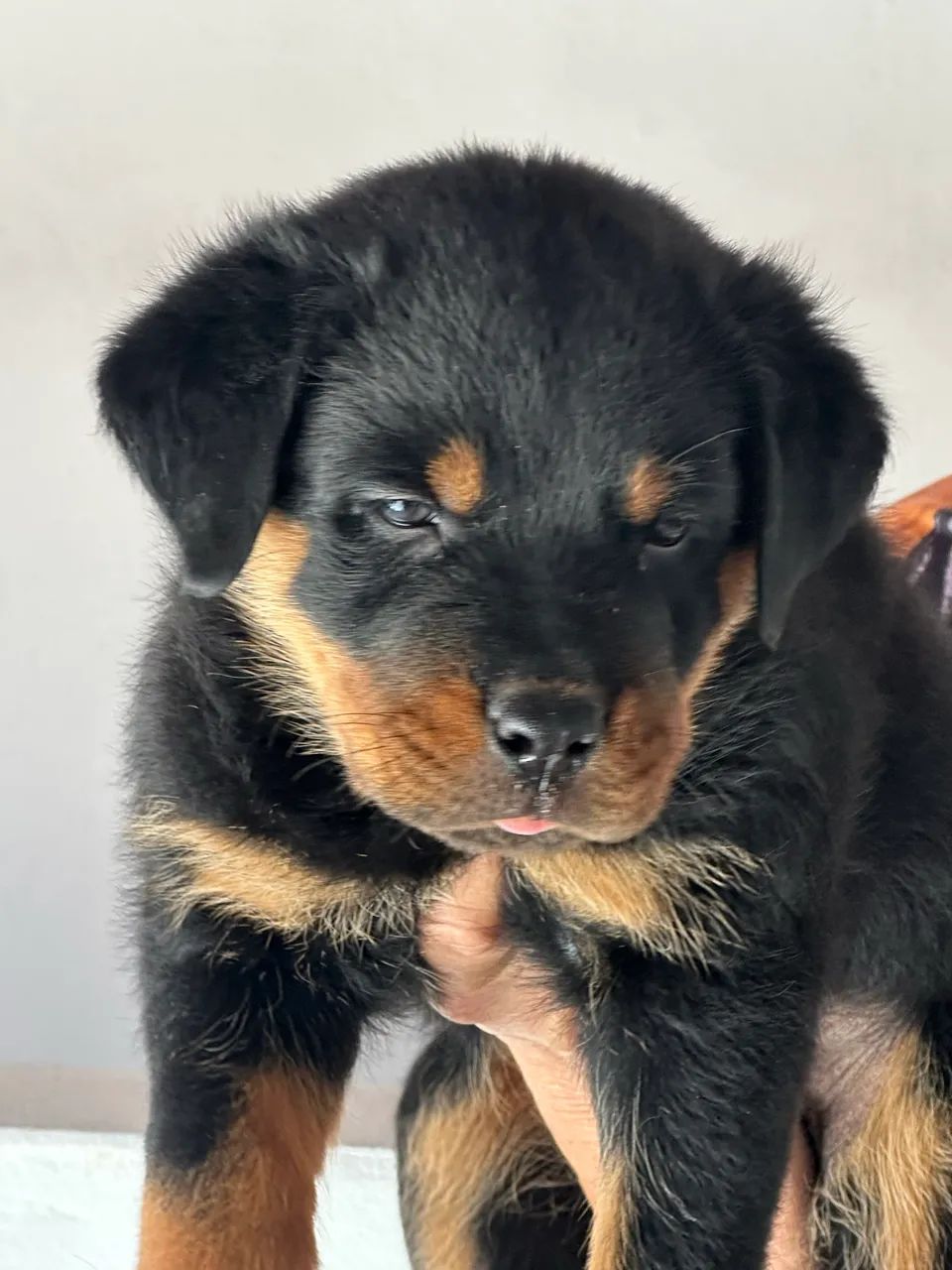 Rottweiler com pedigree  - Foto 3
