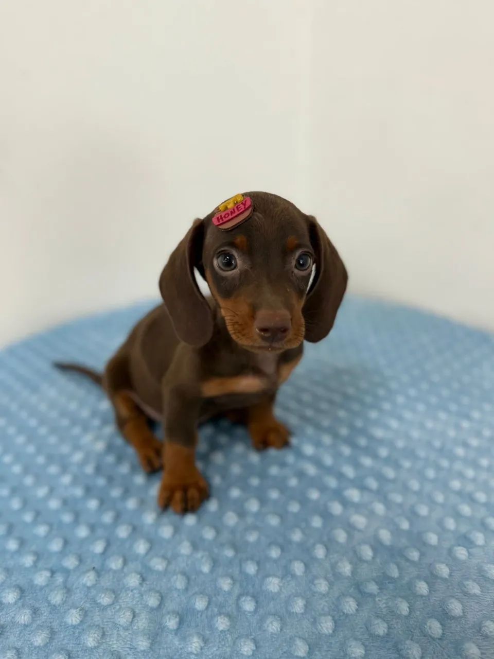 dachshund salsichinha  - Foto 3