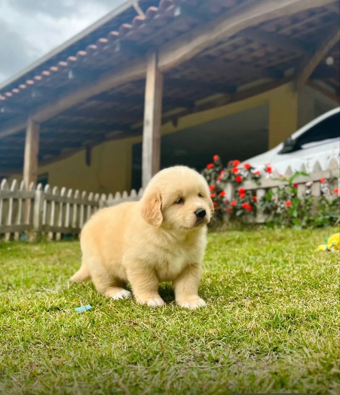 Golden retriever  - Foto 3