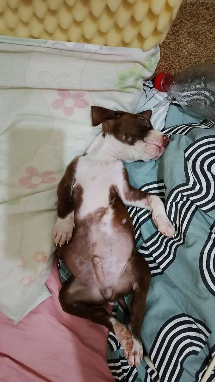 Filhote de Pit Bull  - Foto 2