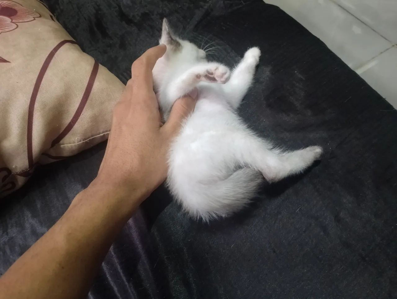 Gatinha  - Foto 2