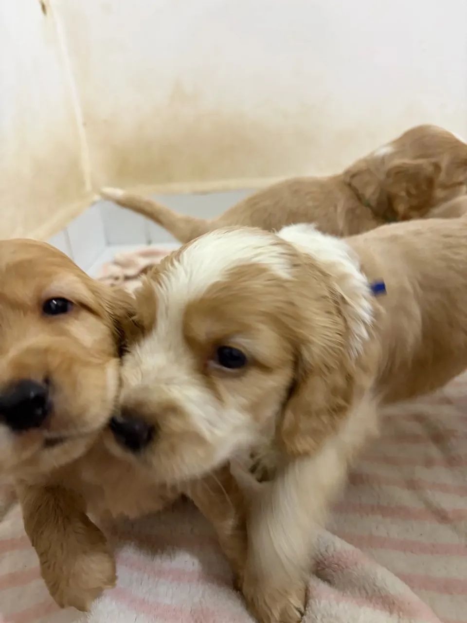 Filhotes Cocker Spaniel - Foto 4