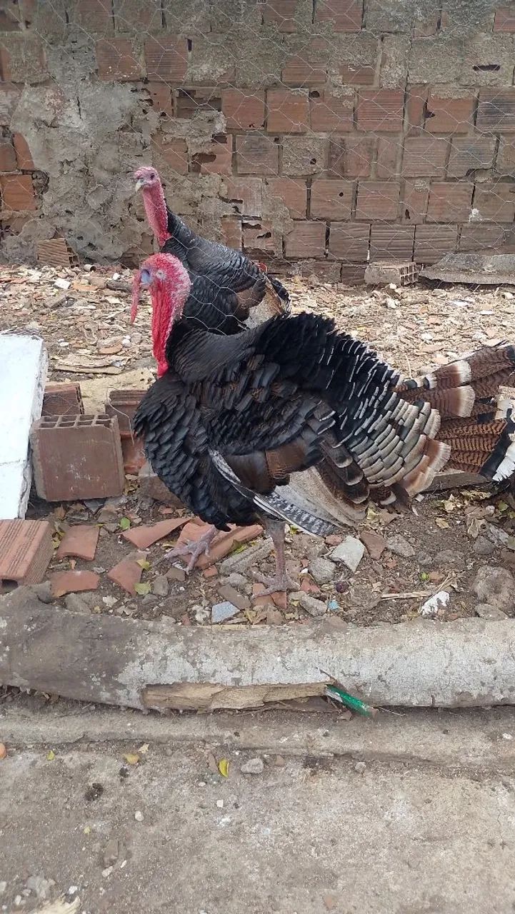 Peru macho reprodutor 