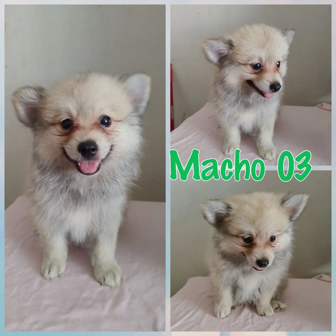 Spitz alemão anão  - Foto 4