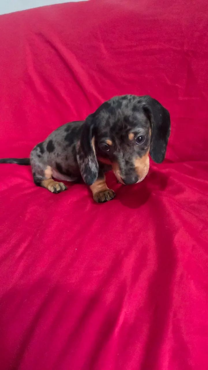 Dachshund machinho  - Foto 4