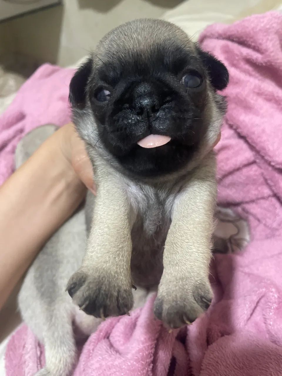 Pug Fêmea - Foto 5