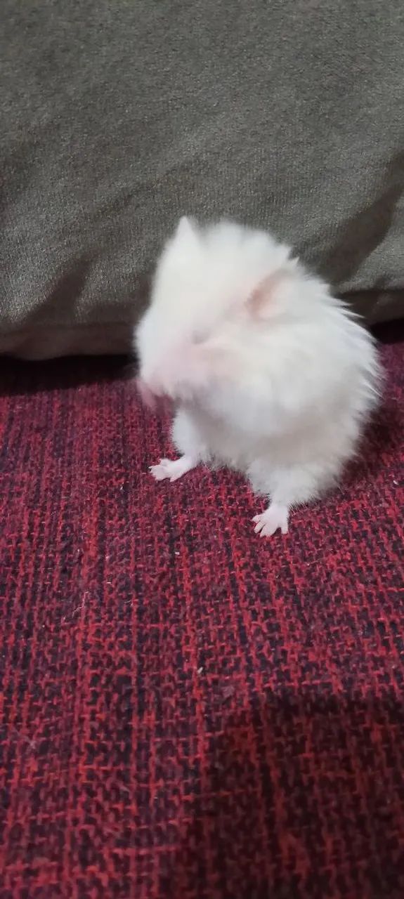 Hamster Siriú  - Foto 2