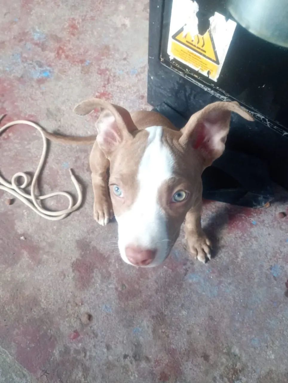 Pitbull  - Foto 2