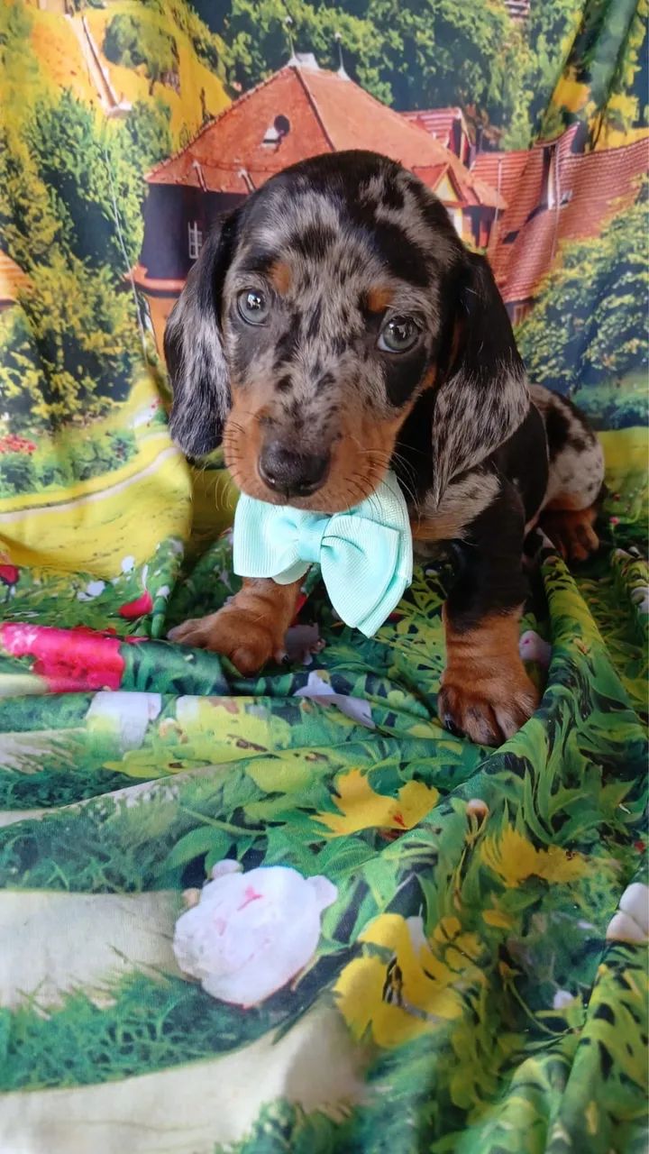 Daschund Mini filhotes lindo  - Foto 2