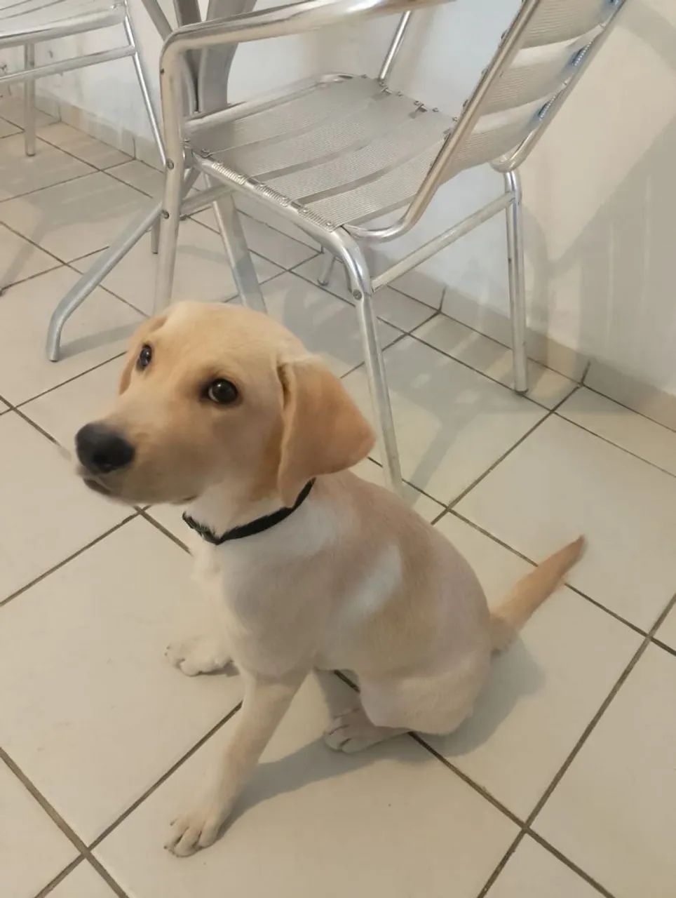 Labrador retriever doação  - Foto 2