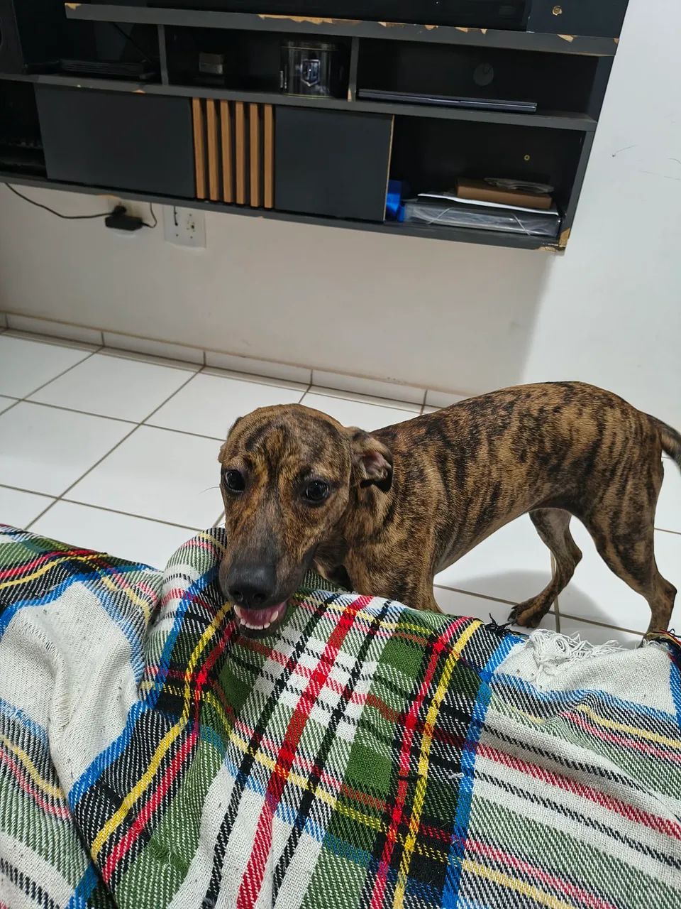Cadela para doação  - Foto 2