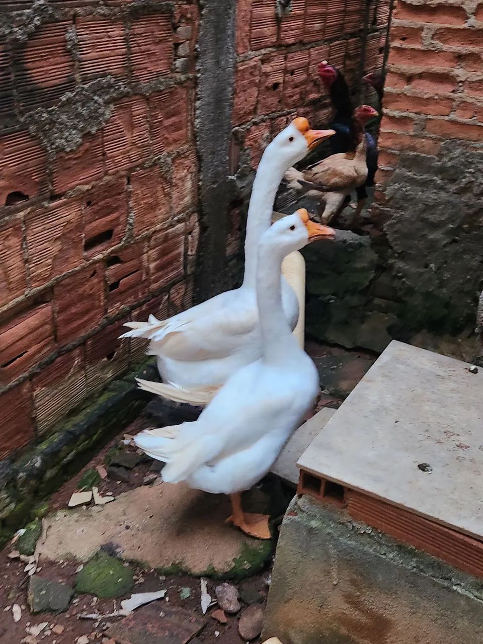 Vendo casal de gansos - Foto 4