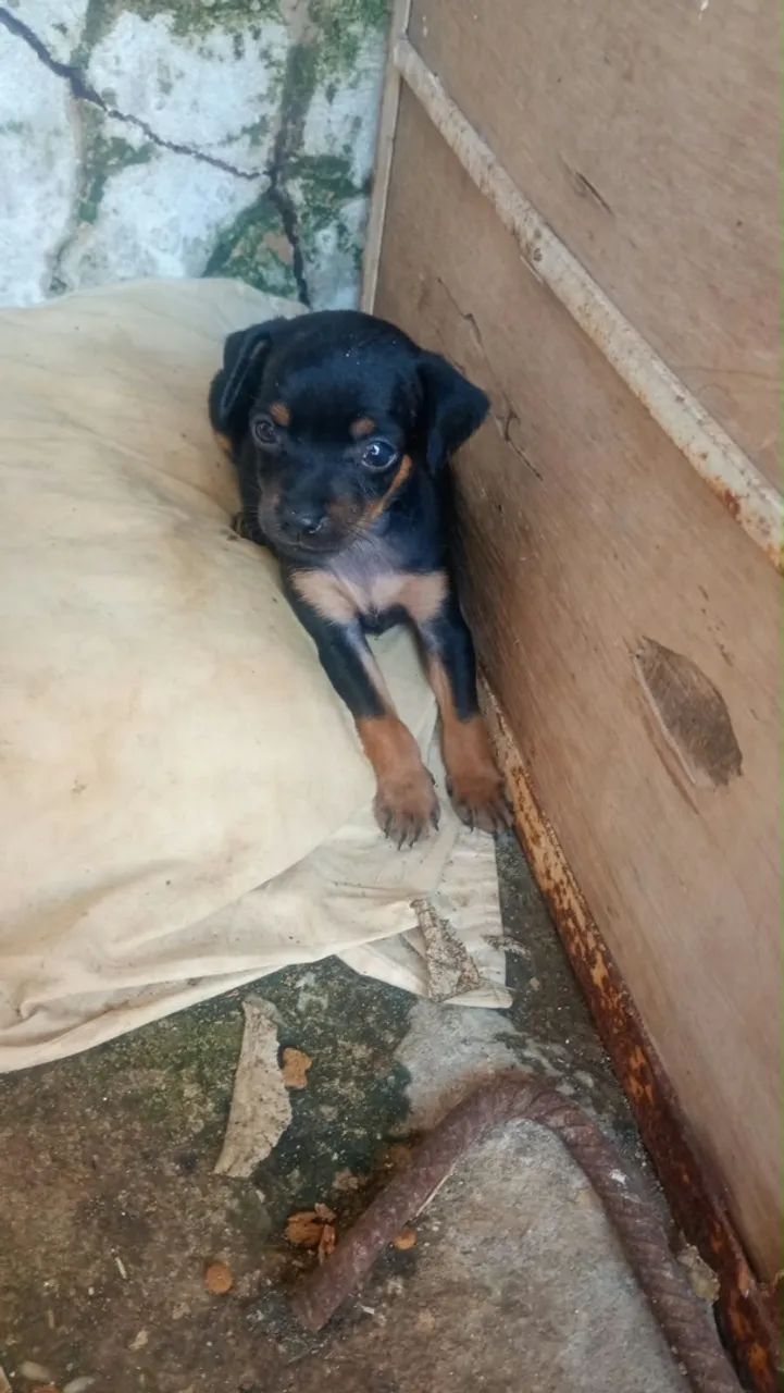 Filhote Pinscher - Foto 5