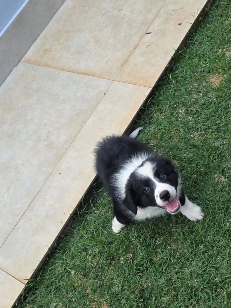 Border Collie último Macho Preto com Branco - Foto 2