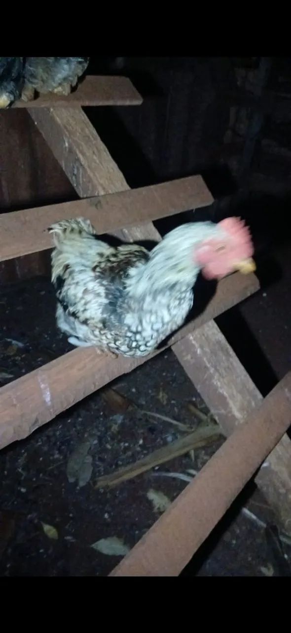 Frangos a venda  - Foto 3