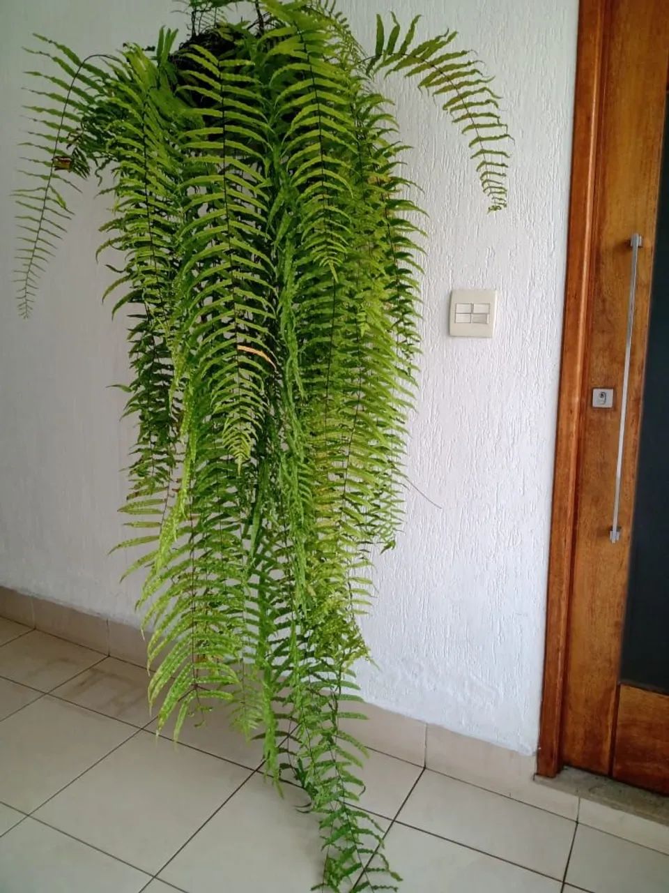 Samambaia