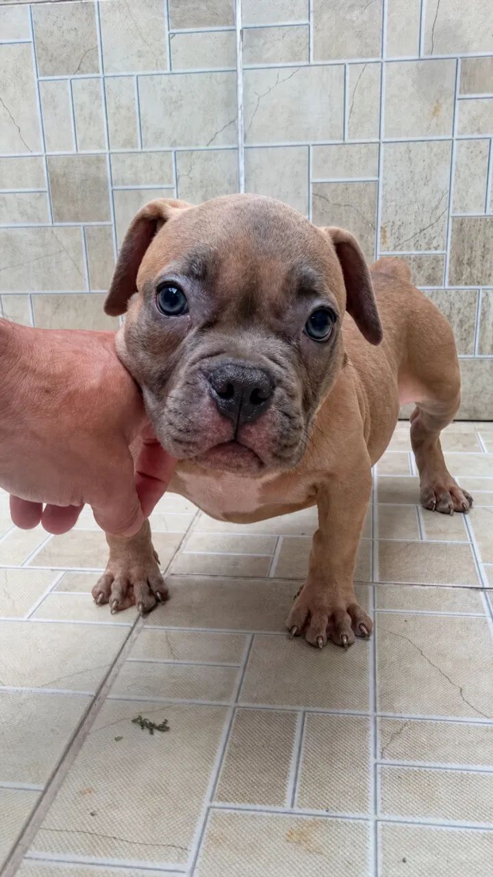 American Bully ( Micro ) - Foto 5