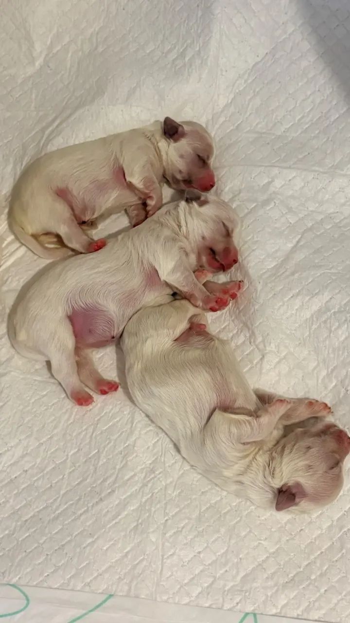 Cachorros maltês 