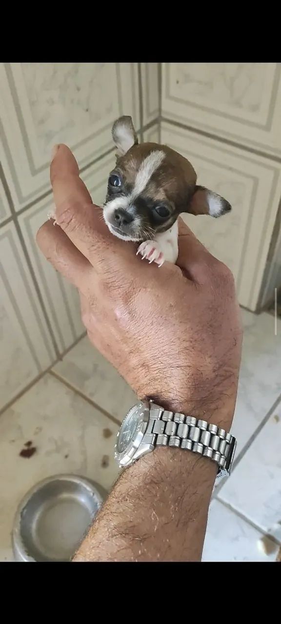 Pinscher micro 