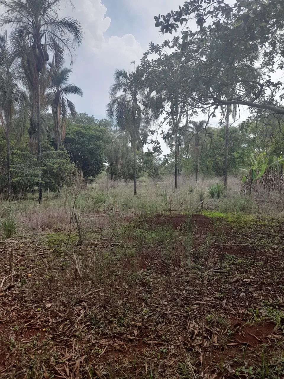 Chácara de 2 hectares sem benfeitorias próximo Uberlândia  - Foto 4