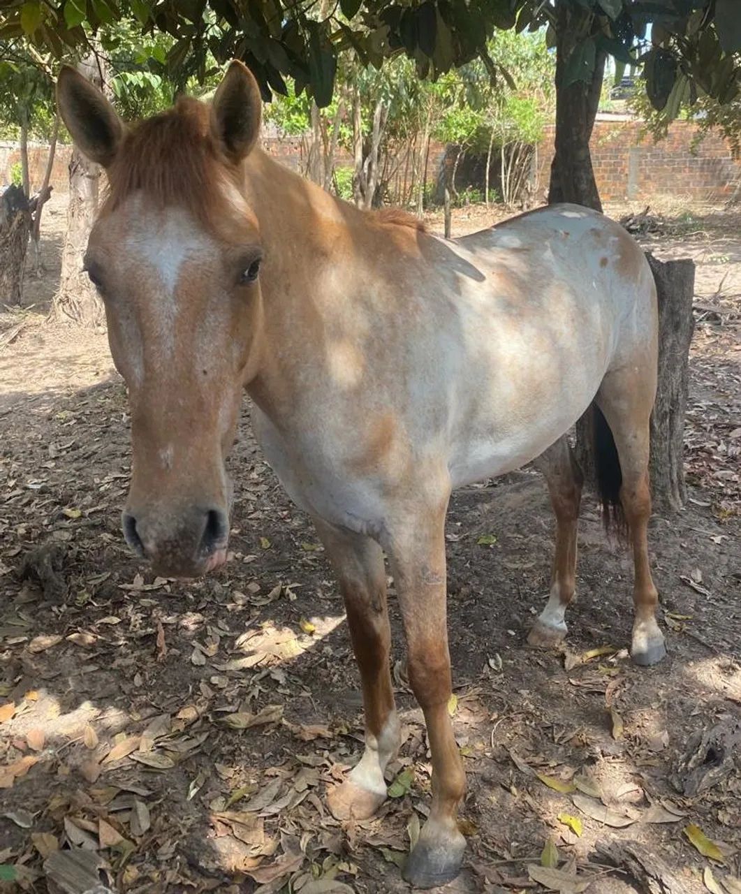 Vendo cavalos mestiços 