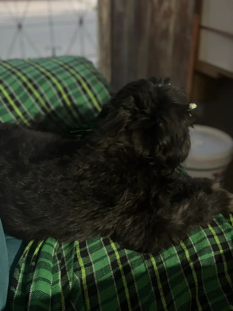 Cachorra fêmea para adoção responsável - Foto 2
