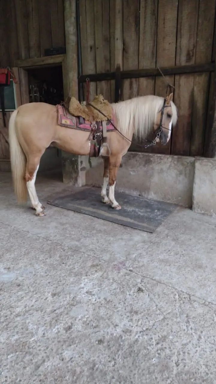 Cavalo crioulo documentado (Juca ruivo da recorrida)