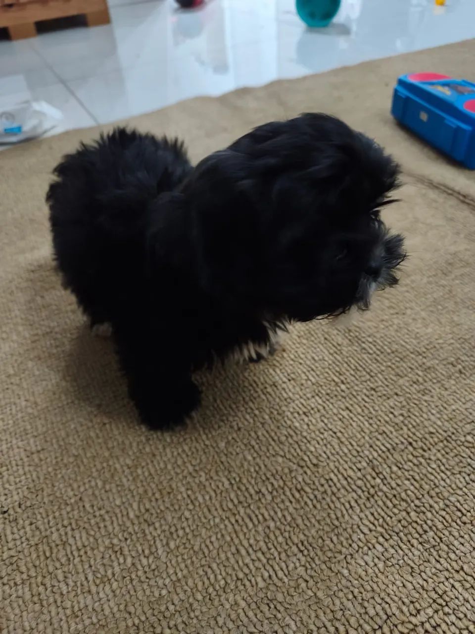 Cachorro  - Foto 3
