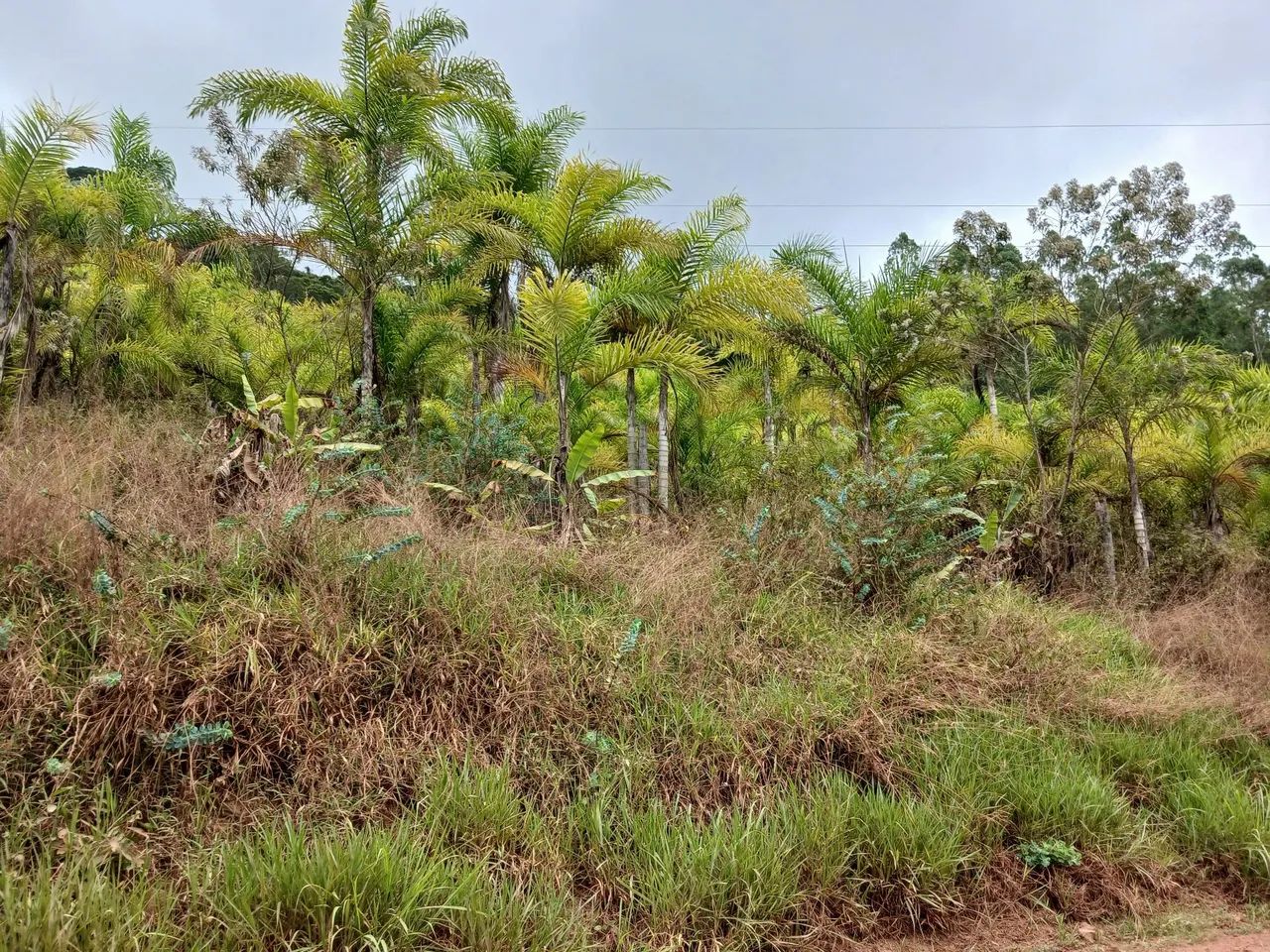 Propriedade 4.5 Alqueires Araguaia  - Foto 2