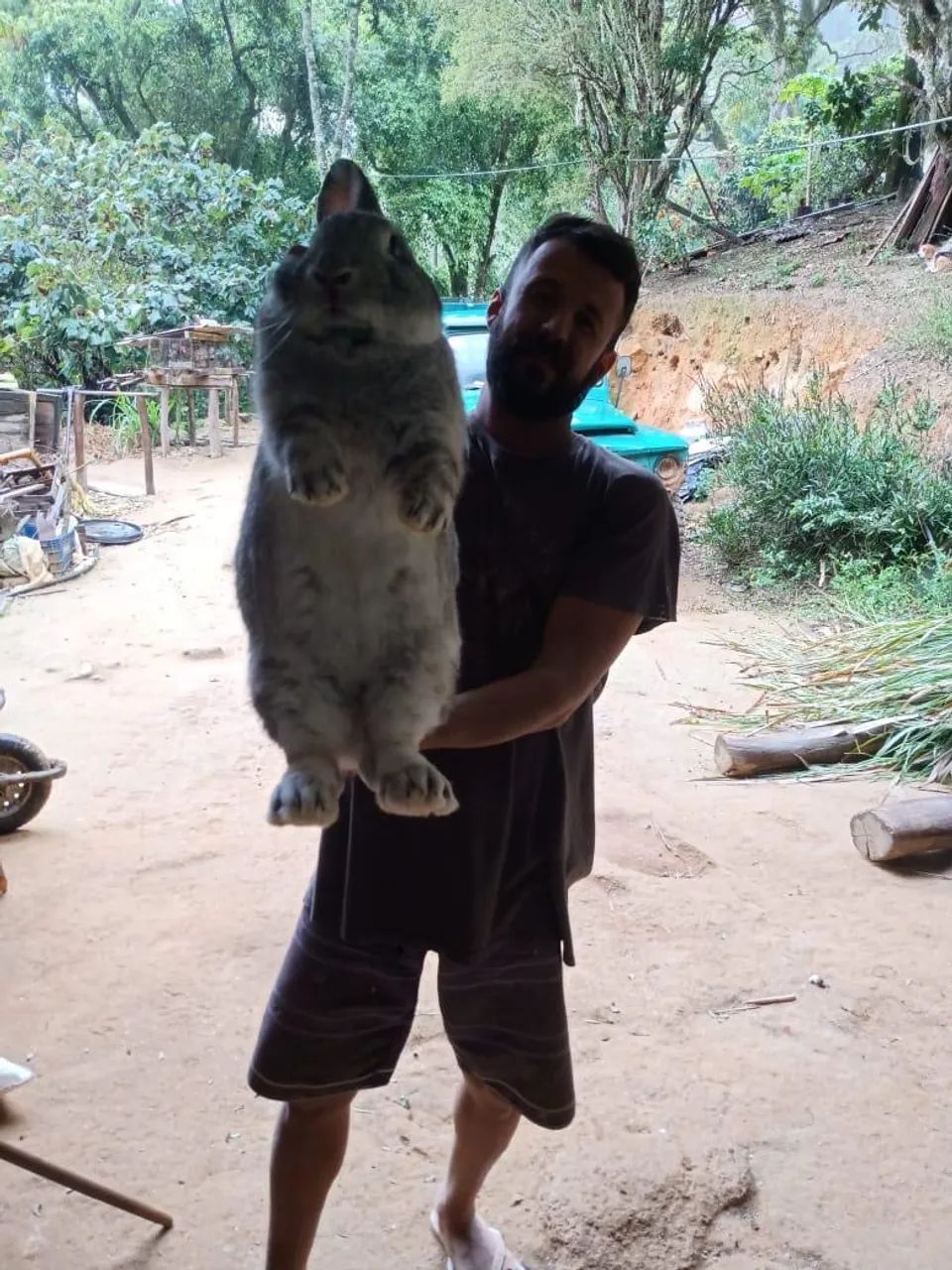 Coelhos gigantes  - Foto 4