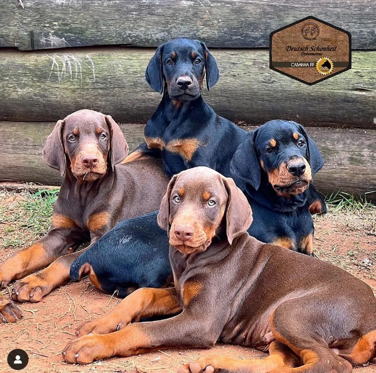 6 Filhotes de Doberman - nasceram 04/07 - Foto 3