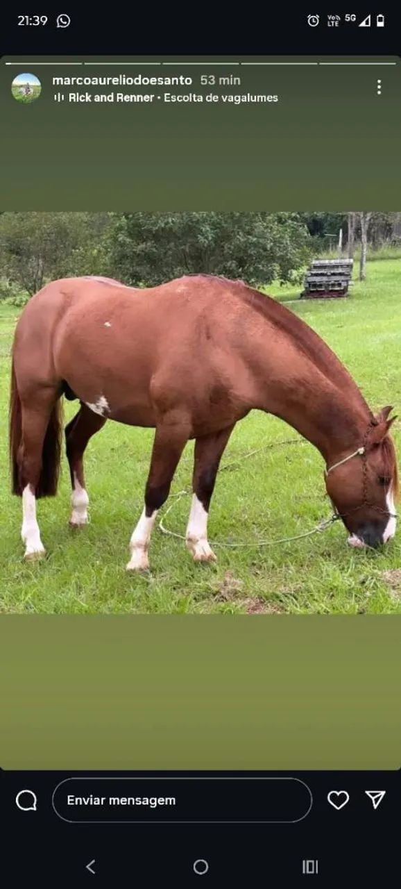 Cavalo filho de AS Malke Tormento  - Foto 2