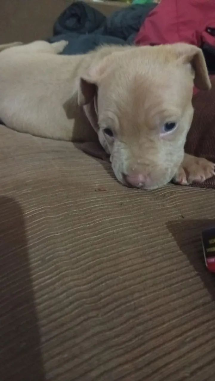 Vendo pitmonster por 650 - Foto 4